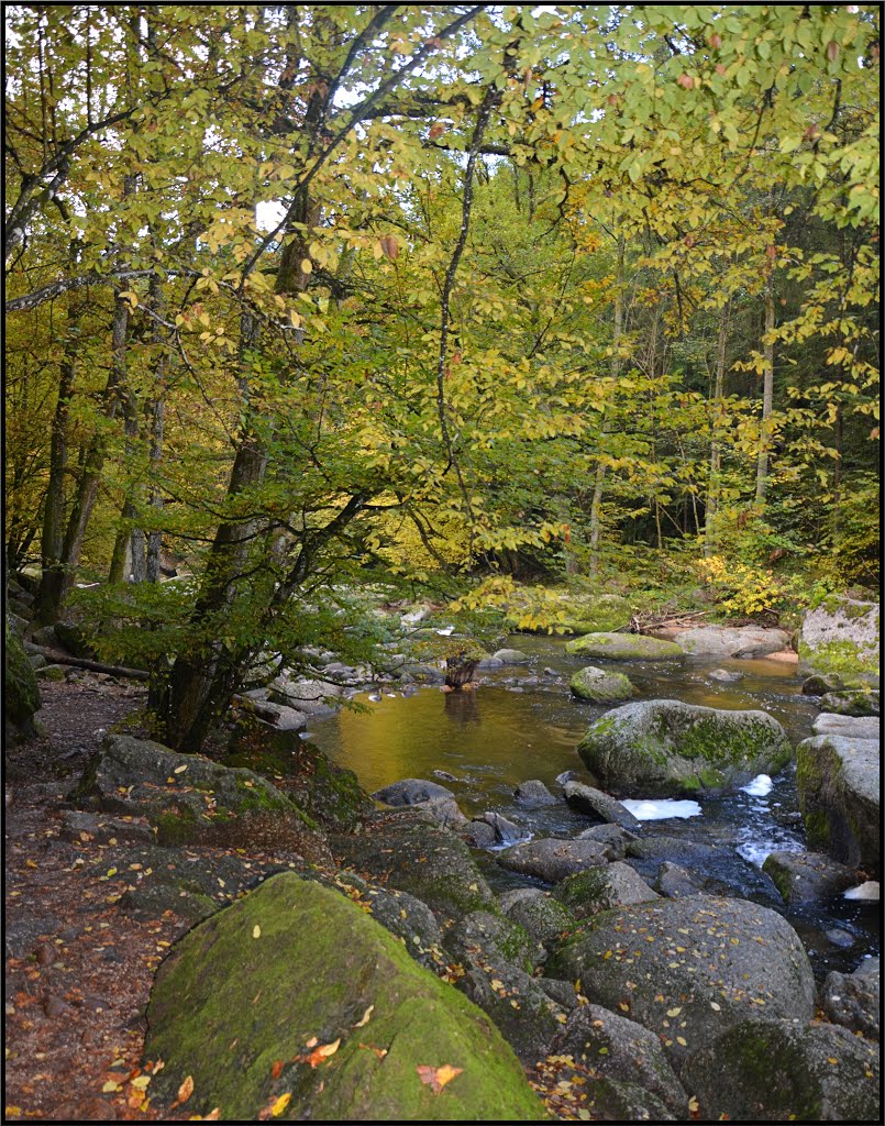 Herbst im Feldaisttal by Steidl Normann