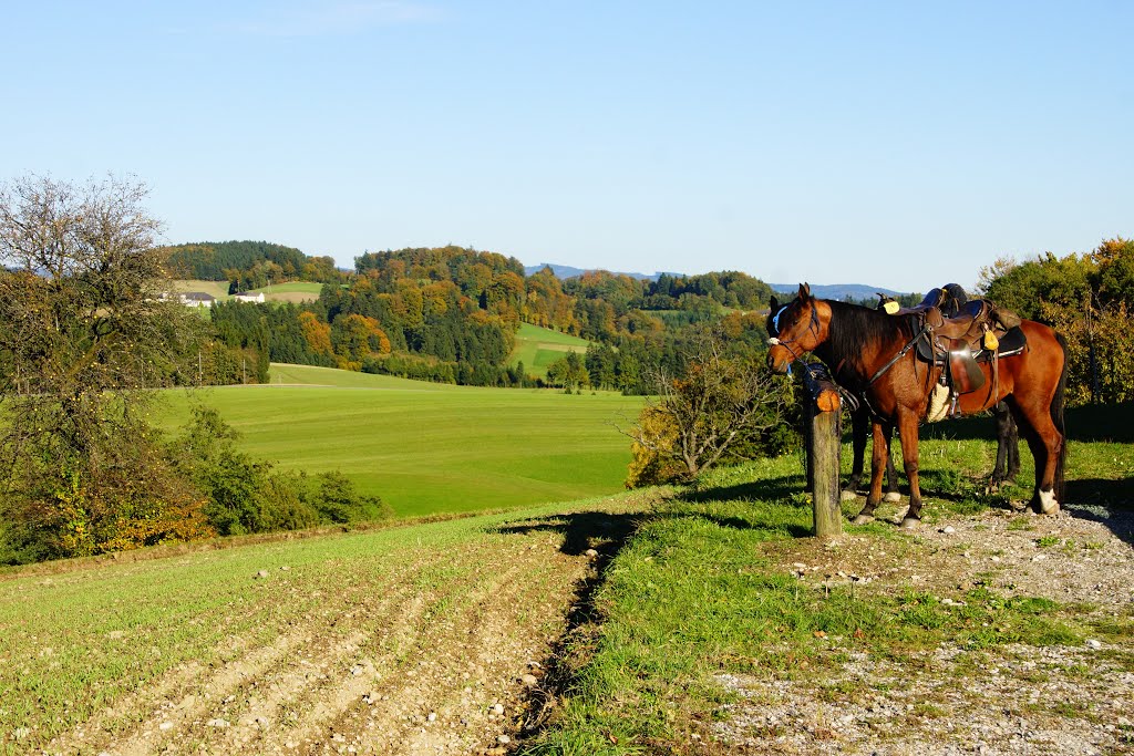 Nadlingerhof by pallka