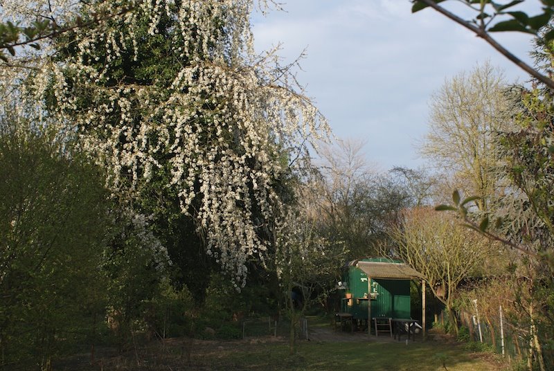 Schrebergarten, Oberkassel, Cherrytree by didgee