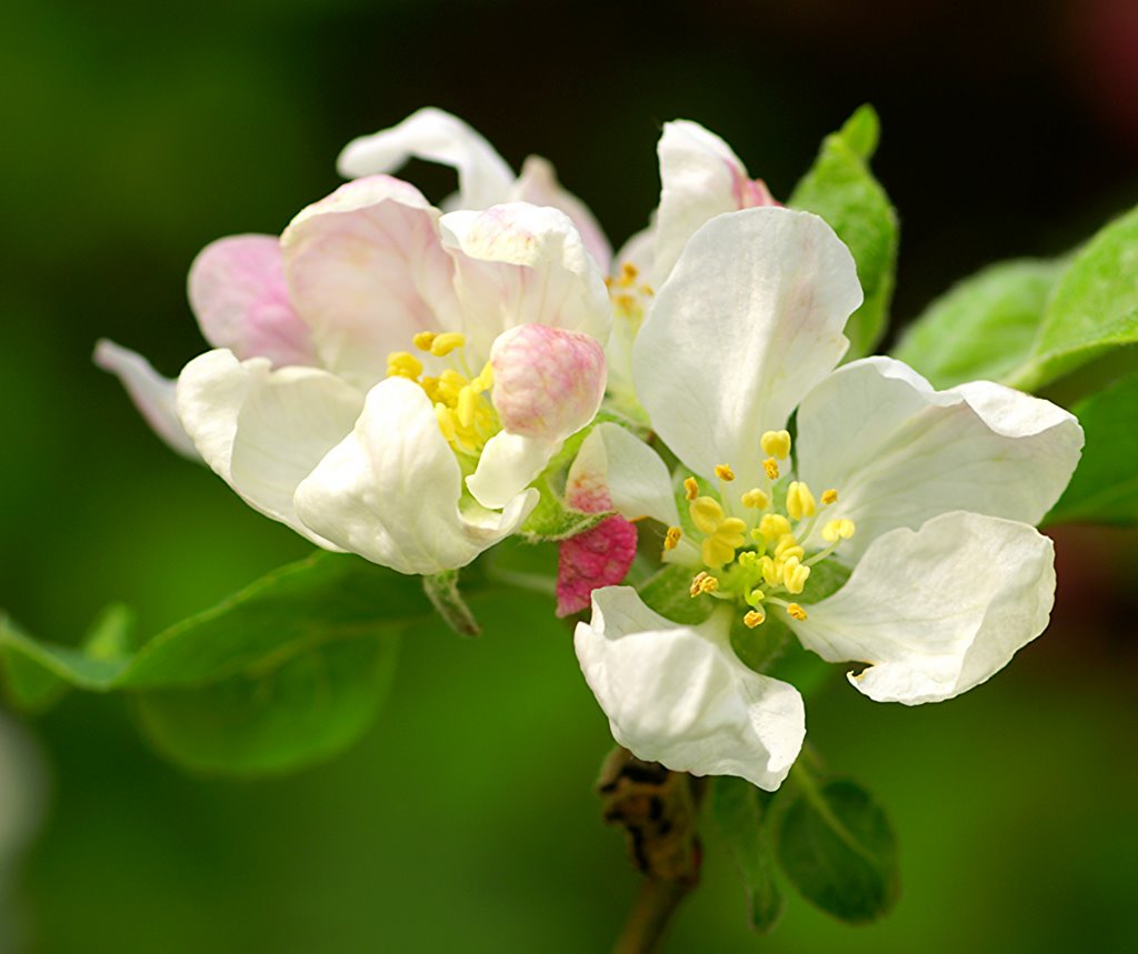 Apfelblüte by Der SIGGY