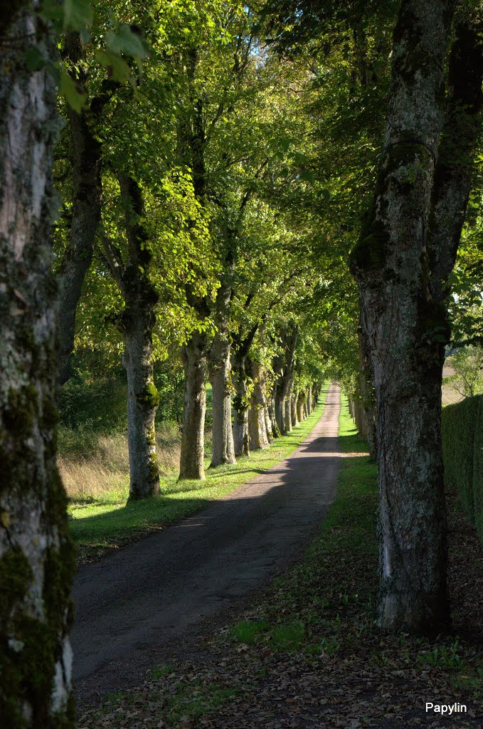 La douceur des routes arborées! by Alain /Papylin