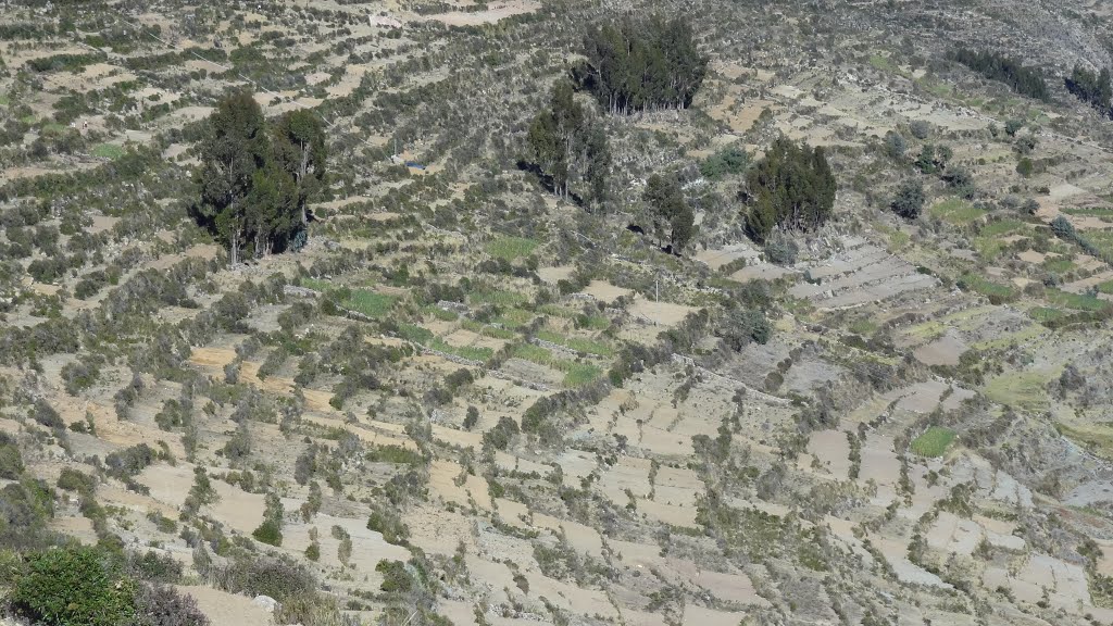 Terrace cultivation, Camino Notre-Sur, Isla del Sol, Bolivia by tobiwan