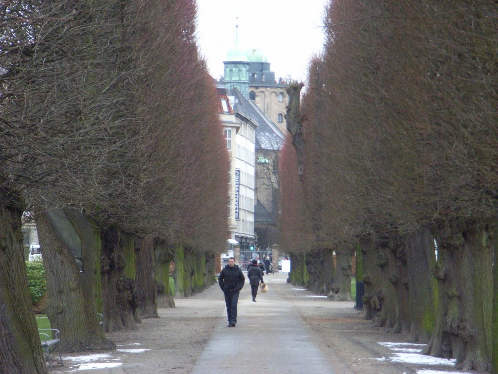 Allé of linden trees by Kinne Bassett