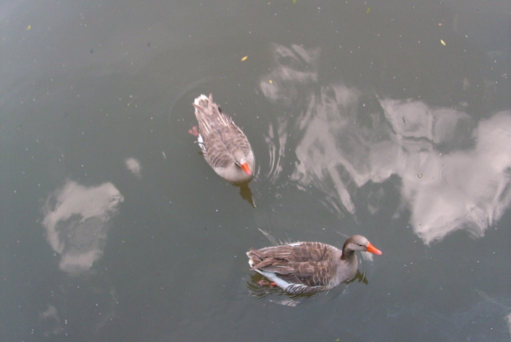 patos - Parque Tanguá by Marcos Gritten