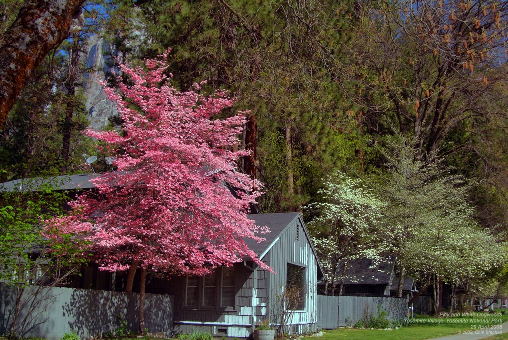 Pink and White Dogwoods in Yosemite Village by Chip Stephan