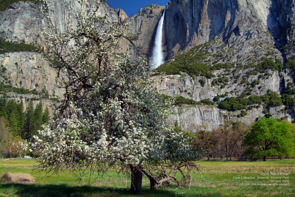 Apple Tree in Bloom, Cooks Meadow, Yosemite by Chip Stephan