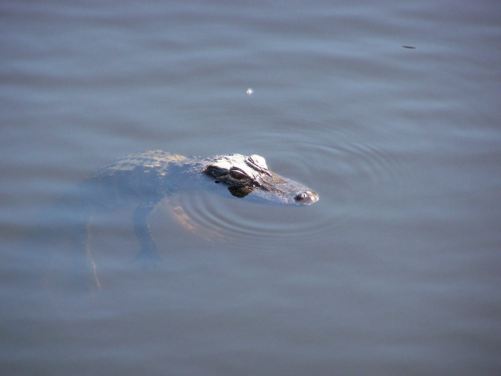 Alligator 2 by CampaignForLibertydo…