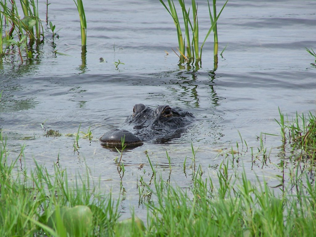 Arthur Marshall NWR Lox Alligator 2 by CampaignForLibertydo…