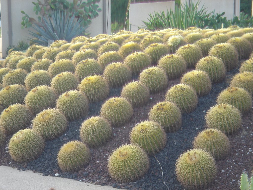 Cactus garden, San Jose Del Cabo by G3driver