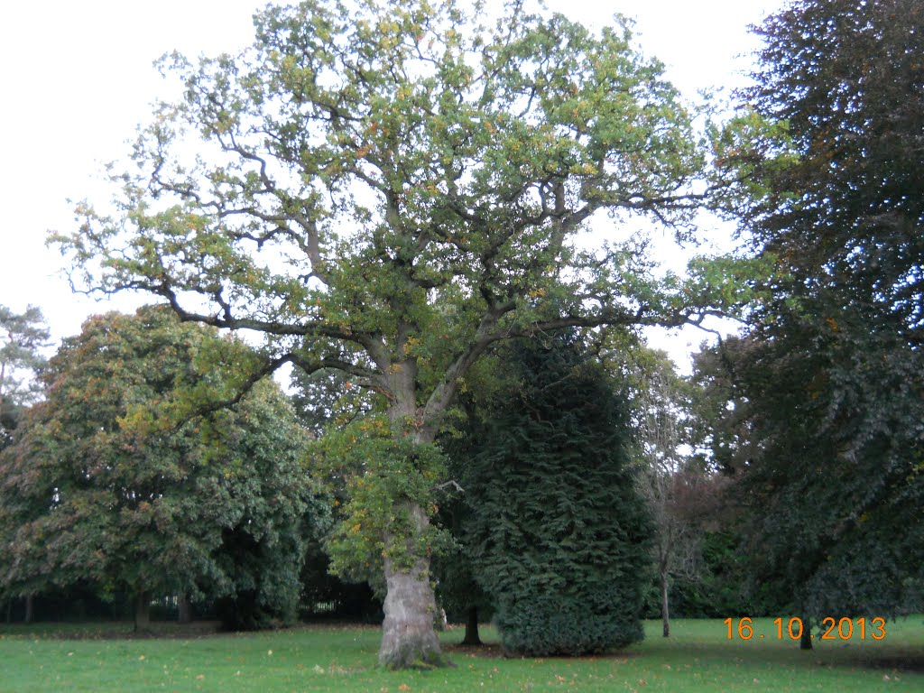 Tree in park by terry_p_l