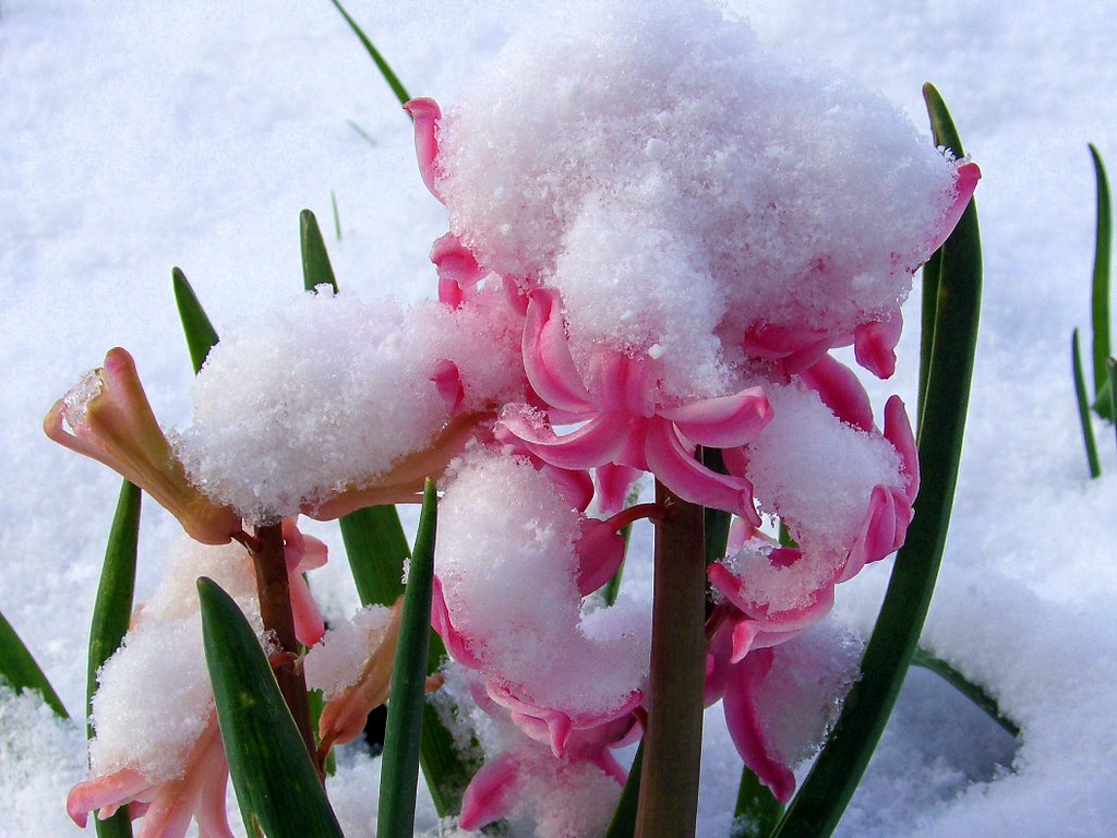 Jacinthe sous la neige by Jean Mahy