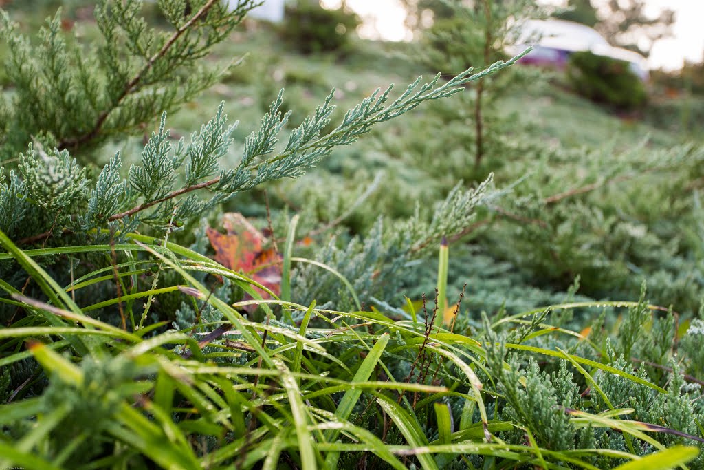 Landscaping Up Close by sylvanaar