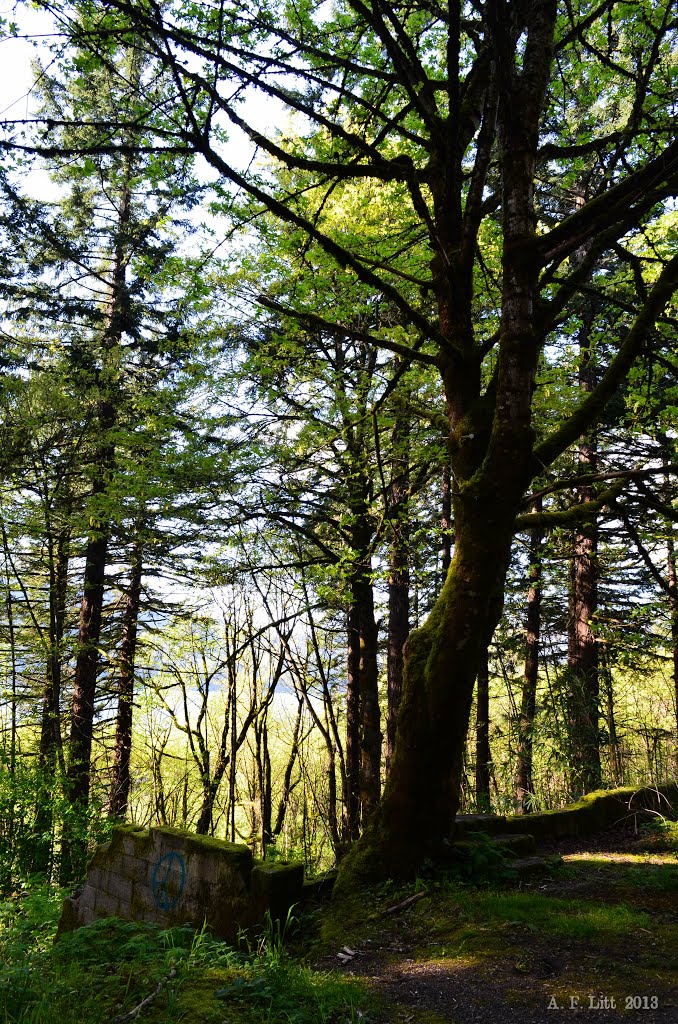 Foundation and Trees by A. F. Litt