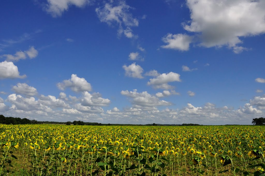 Tournesols by Philippe Véran