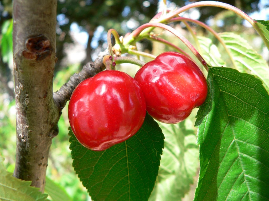 France, Vinassan le Languedoc, les premières Cerises de l'année 2008 avant le 1er Mai by Roger Narbonne