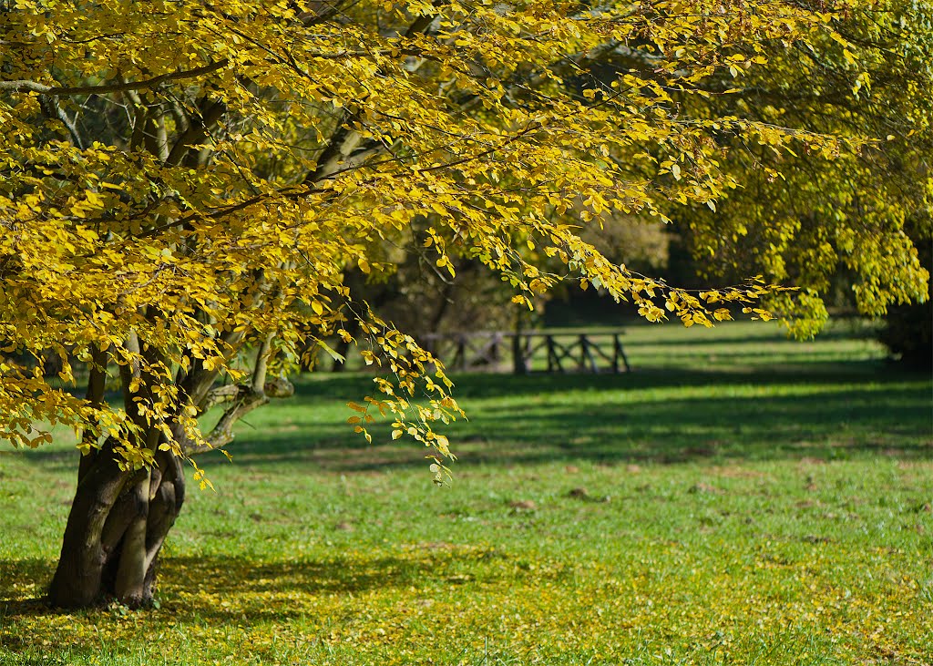 Průhonický park by Michal Kostern