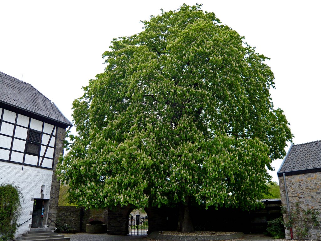 Wasserburg Haus zum Haus, Ratingen, Kastanie im Innenhof by Der M aus D