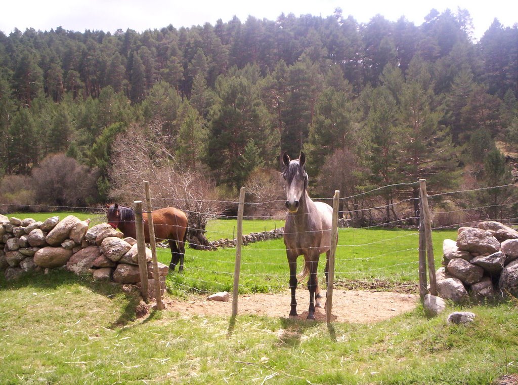 Caballos en las Chorreras by Daviles&Mariangeles