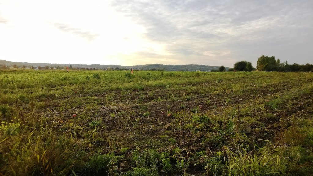 Herbstspaziergang (35/55), Kürbisfeld in der Nähe von Alfter by JohnnySixtyLove