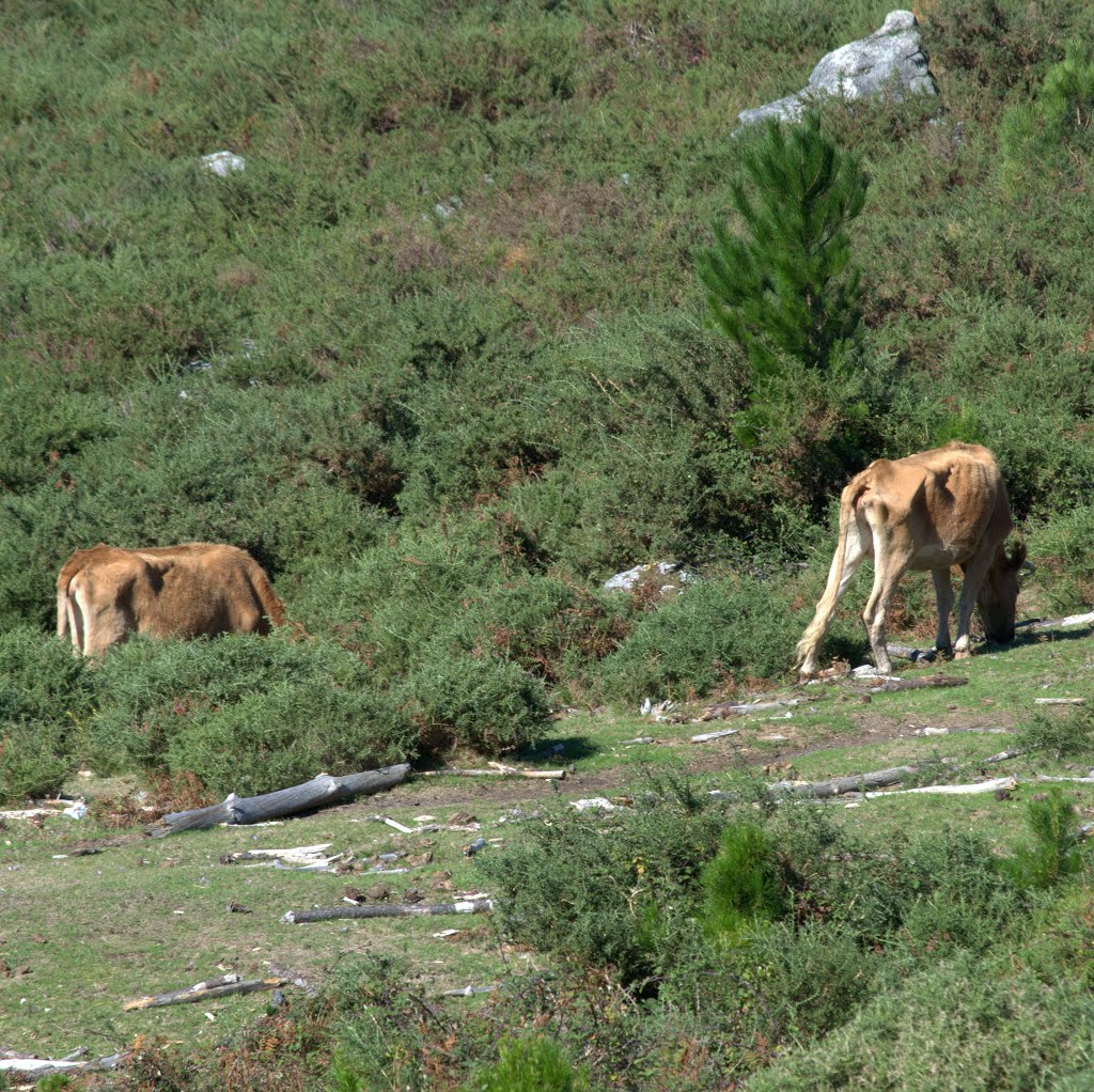 Vacas flacas en la Curota. by chalía