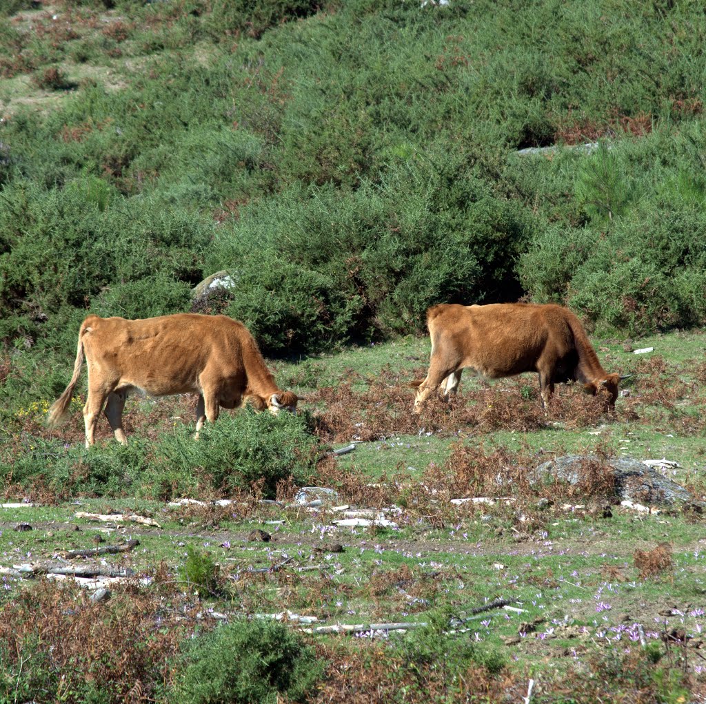 Barbanza, A Curota, by chalía