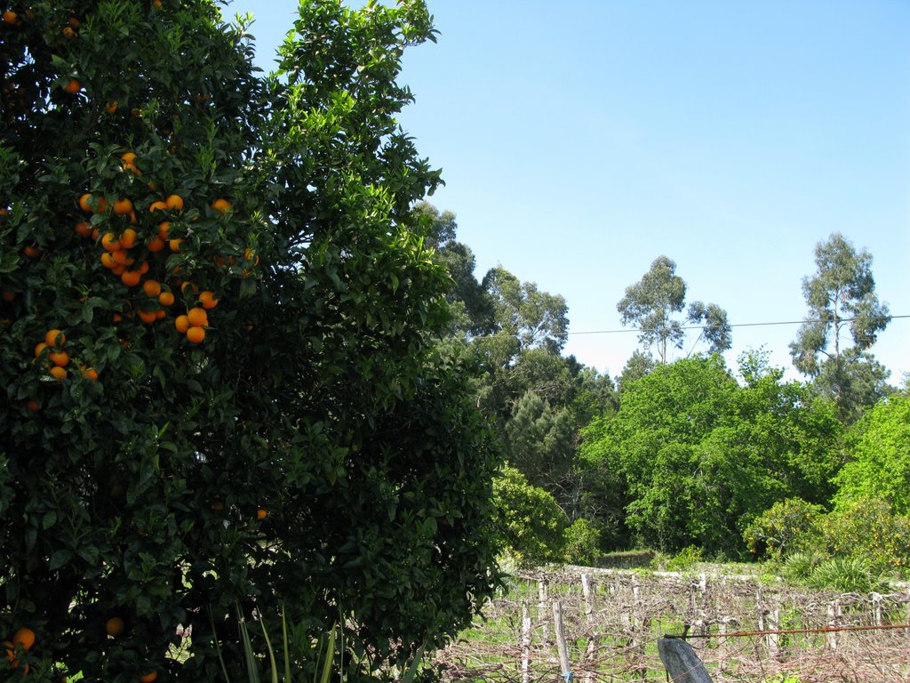 Orange tree by SMN