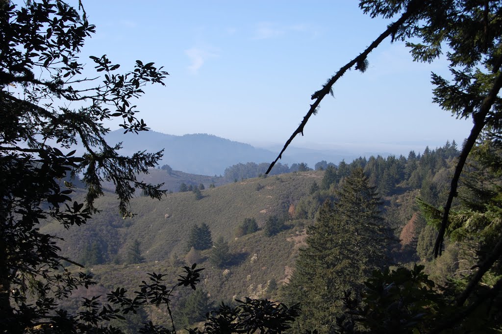 Purisima Creek Trail by afloccari