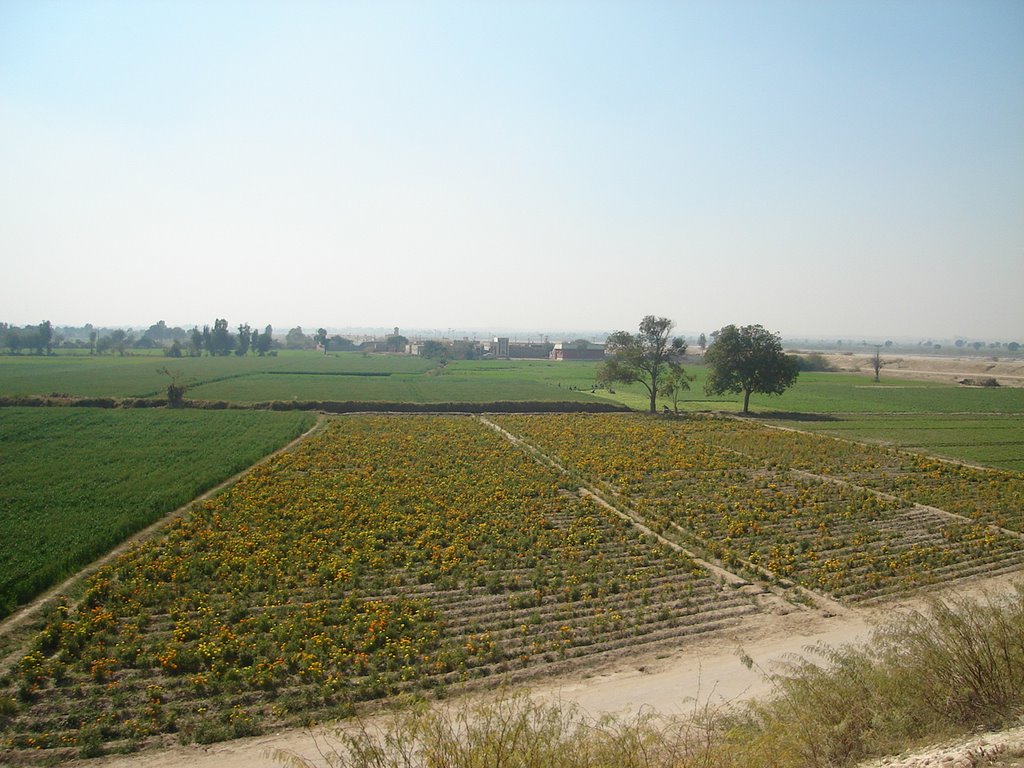 Near Hyderabad bypass in Sindh, Pakistan by Irfan_Rind