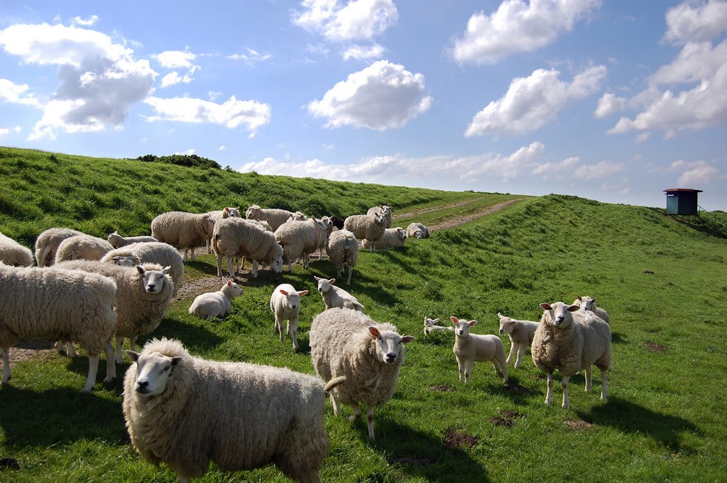 Sheep near Nieuwendijk, Netherlands by © Andre Speek