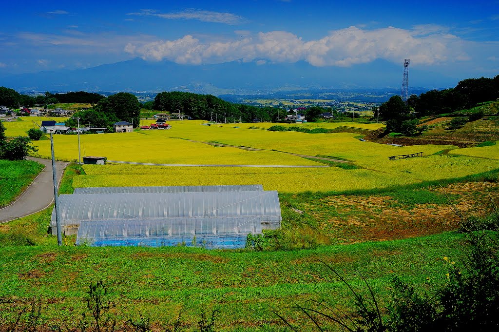 Rice terraces　実りの水田　宇山 by Ken Matsu