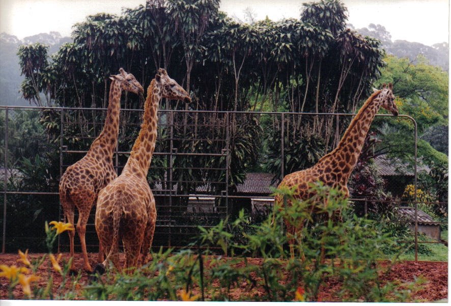 Giraffes At Sao Paulo Zoo, Brazil by Edwin Rondon Betanco…