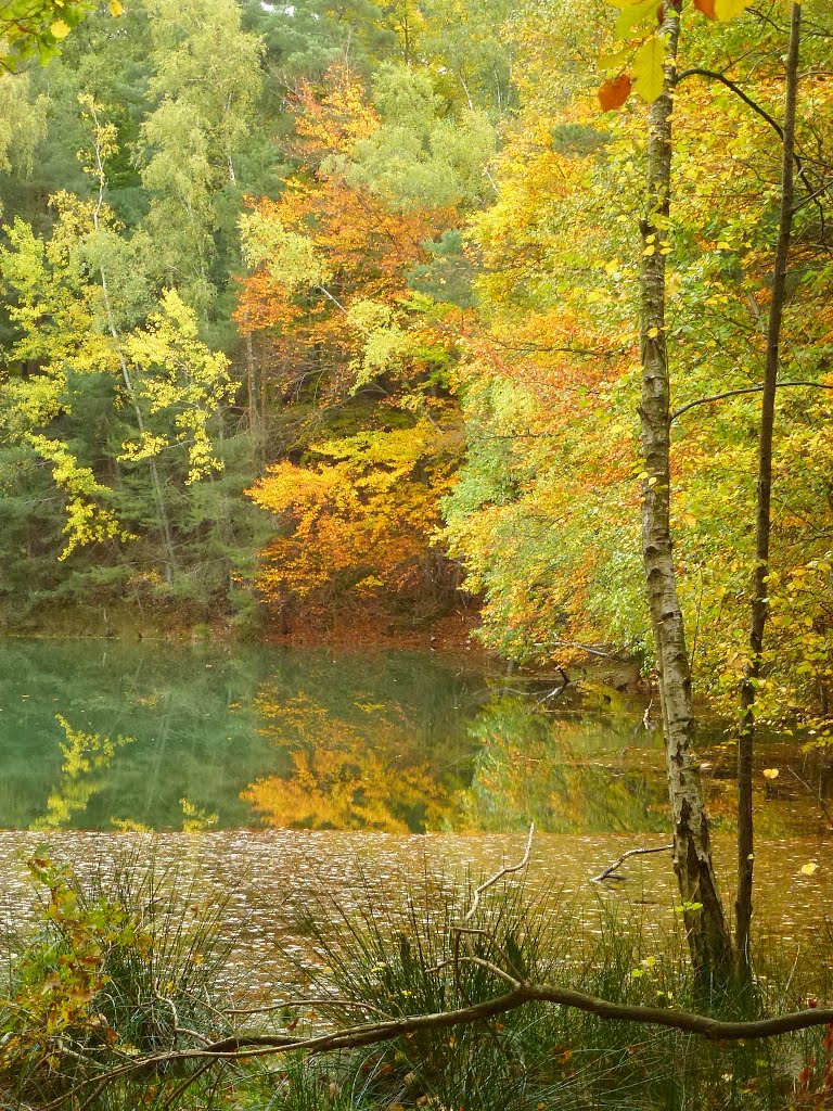 Herbstfarben im Grünen Wasser der Velpker Schweiz by bsabarny