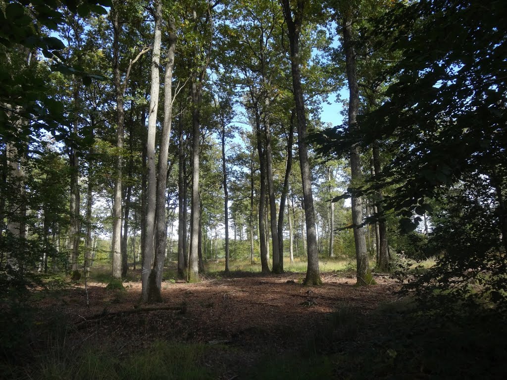 La Sologne en forêt de Vierzon by sonic eric