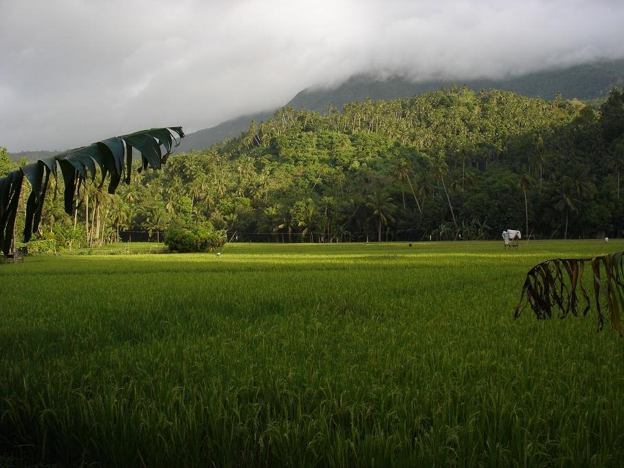 Ricefields near Naasag, Camaguin by Bram van Binnendijk