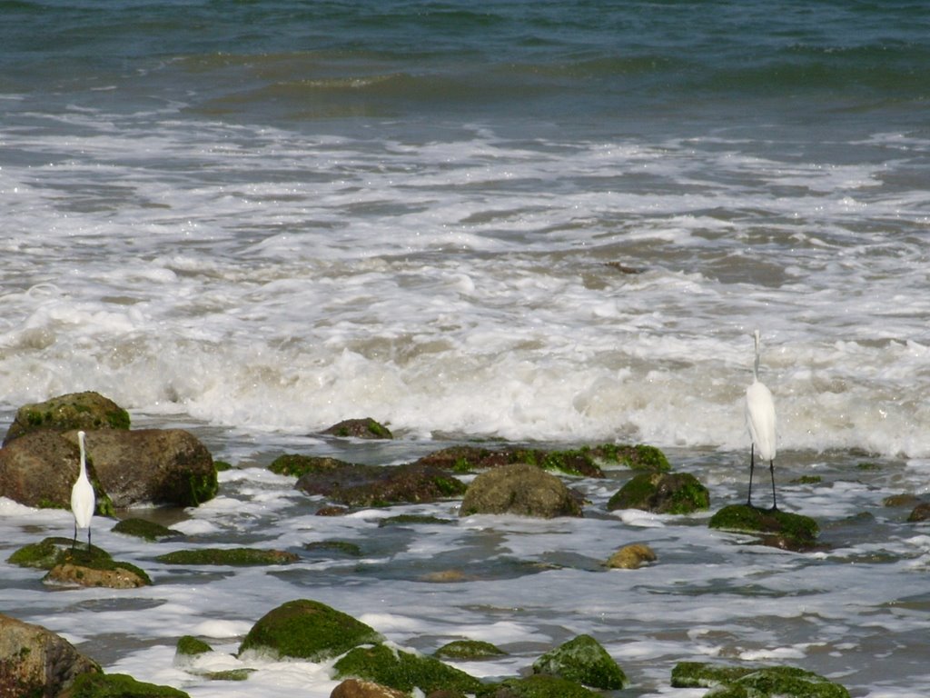 GARZAS EN PLAYA LITIBU by MAGNATE