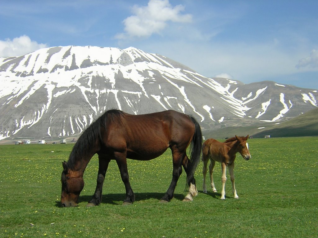 Horses in Casteluccio by xkp