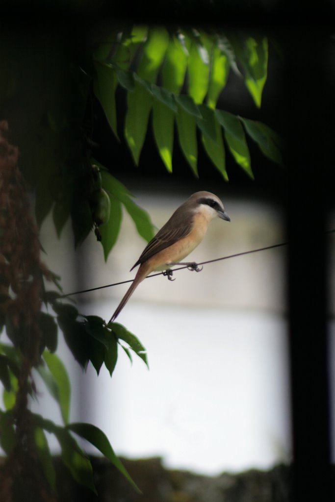 Wildlife in the city. Brown Shrike (Lanius cristatus). by manacs