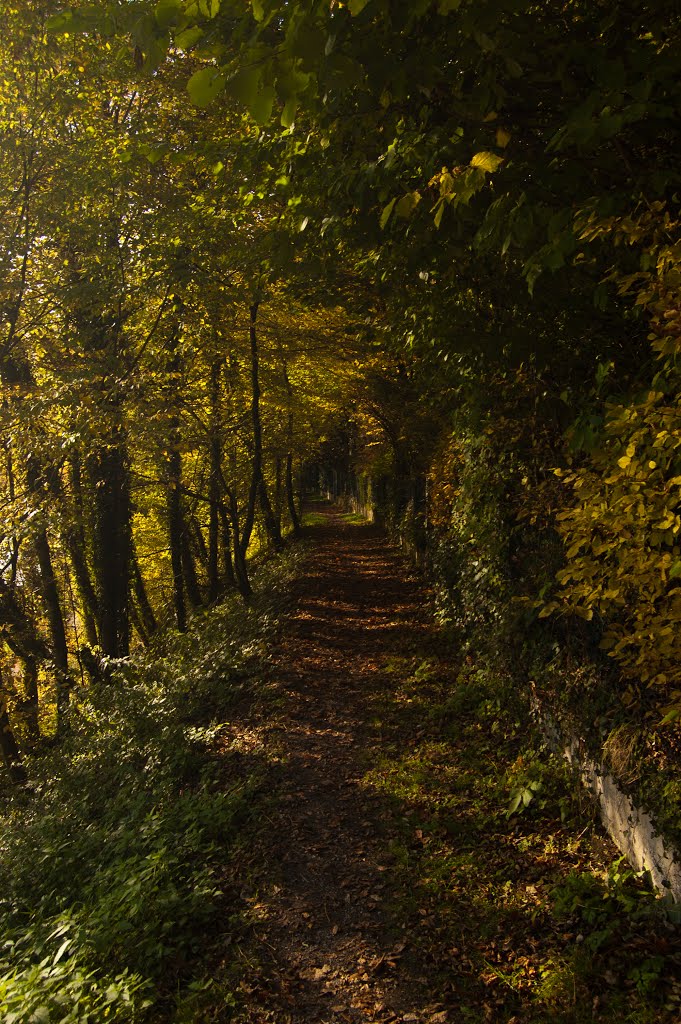 Goldener Herbst 2013 / Wanderweg rund um Burghausen (20.10., Sonntag) by SebastianWE