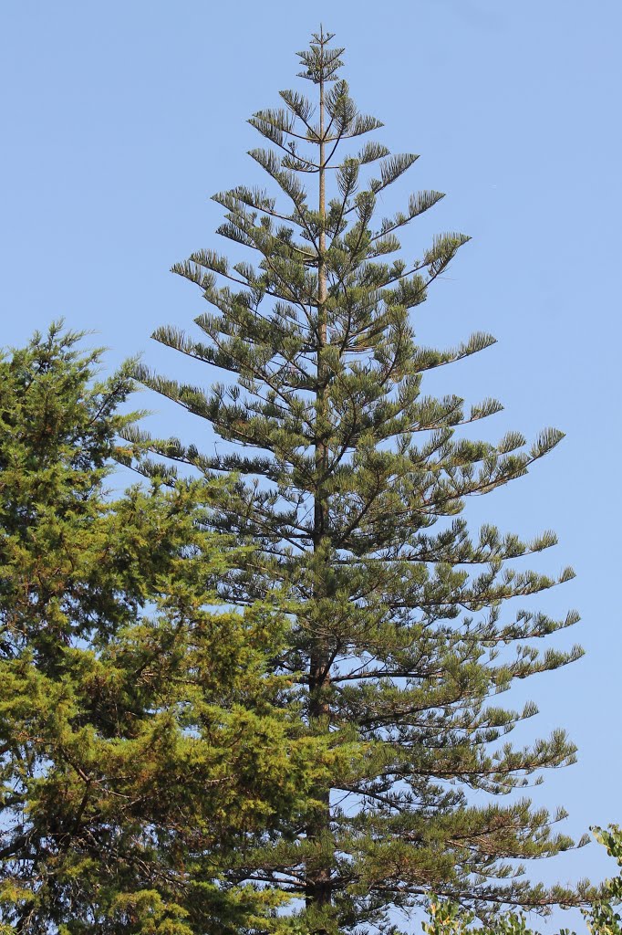 Araucaria de Norfolk by Margarida Bico