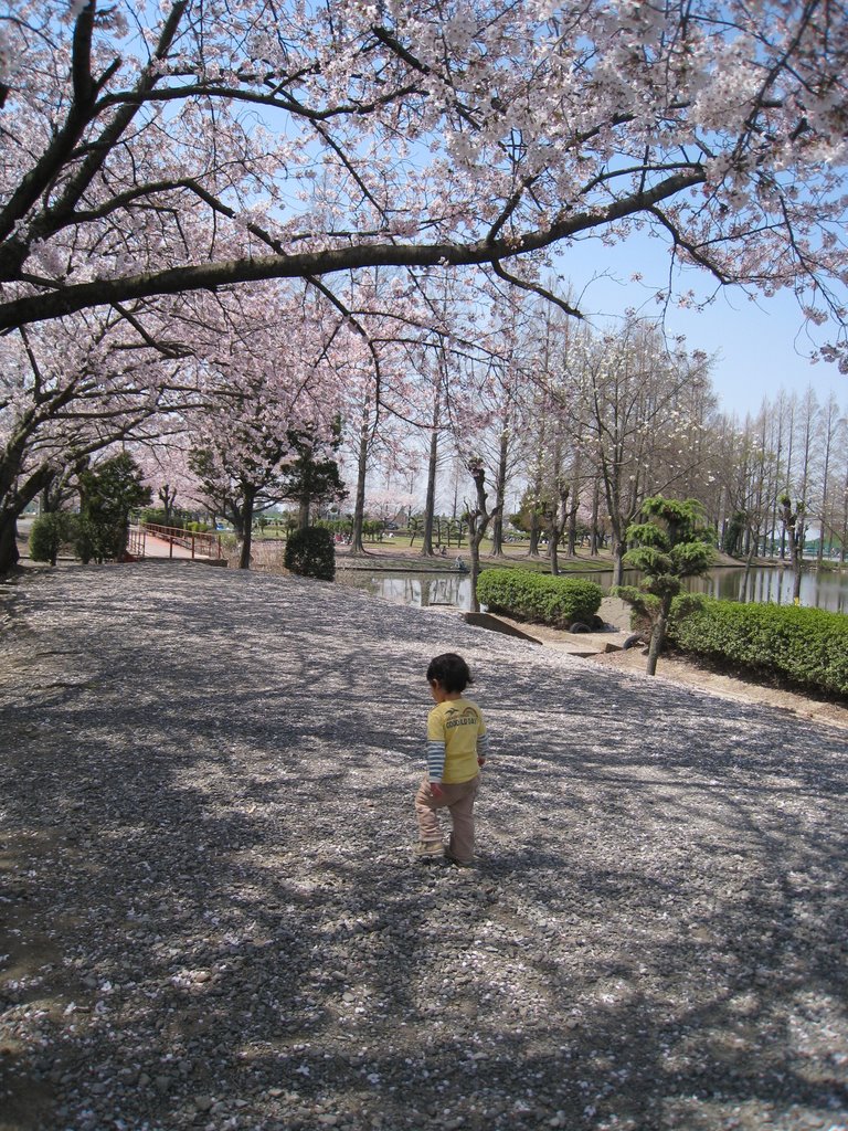 Cherry　Blossom　（2008.04） by sato_m4