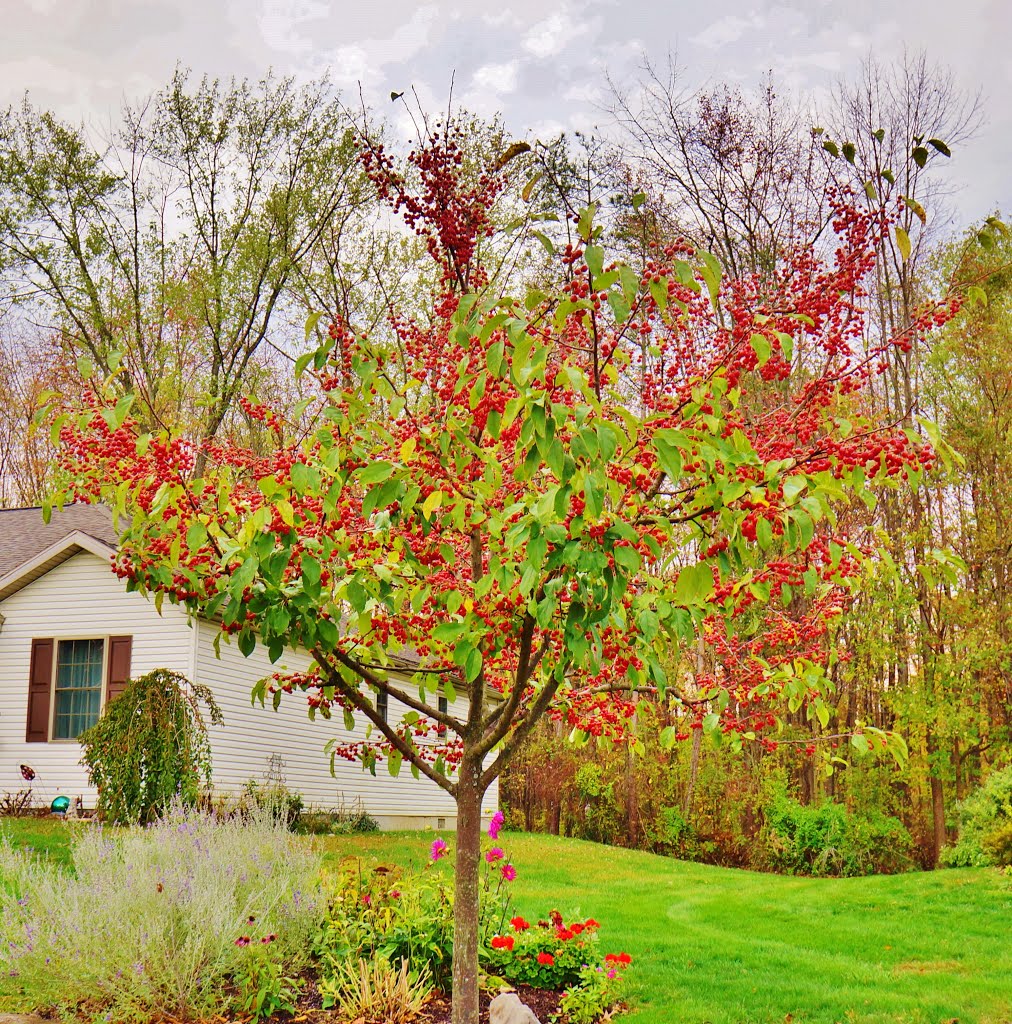 Bloomsburg, Pennsylvania during foliage season by Mariamichelle117