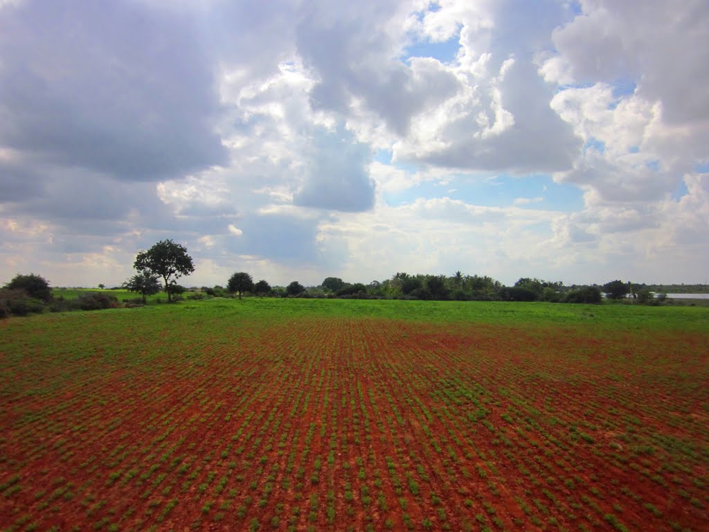 A View of Ground Nut Field by Piyush.Singh