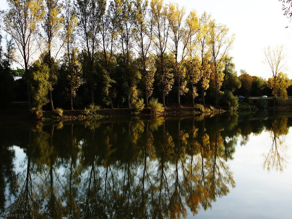 Herbstliche Pappelparade by Hartmut Scheuter