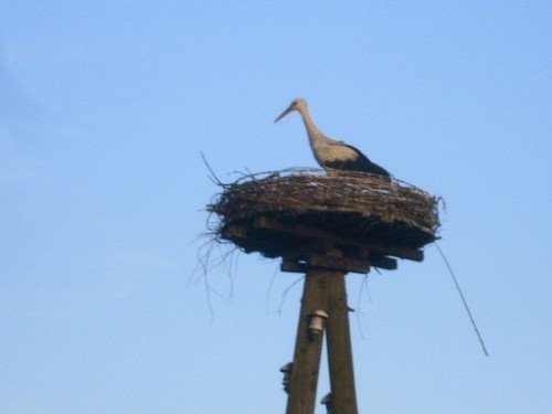 Ooievaar bij 'de stuw' by wilfred koole