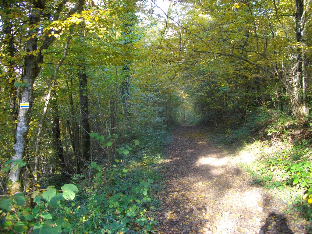 Chemin dans le bois de la Versenne au S de Hyèvre-Magny by Claudius B.