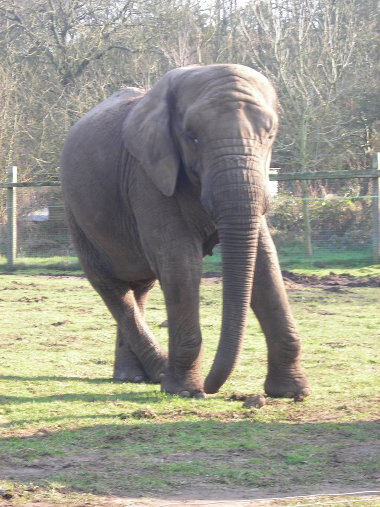 Elephant west midlands safari park by shelley1980