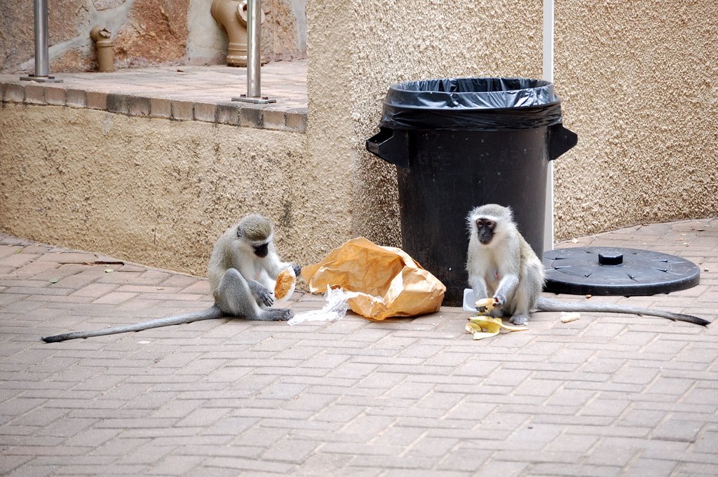 Skukuza Rest Camp, KNP, monkey bizness| by tomasz oldskul