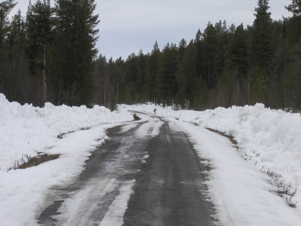 Reindeer at Piettarasjärvivägen in spring by Gerrit Holl