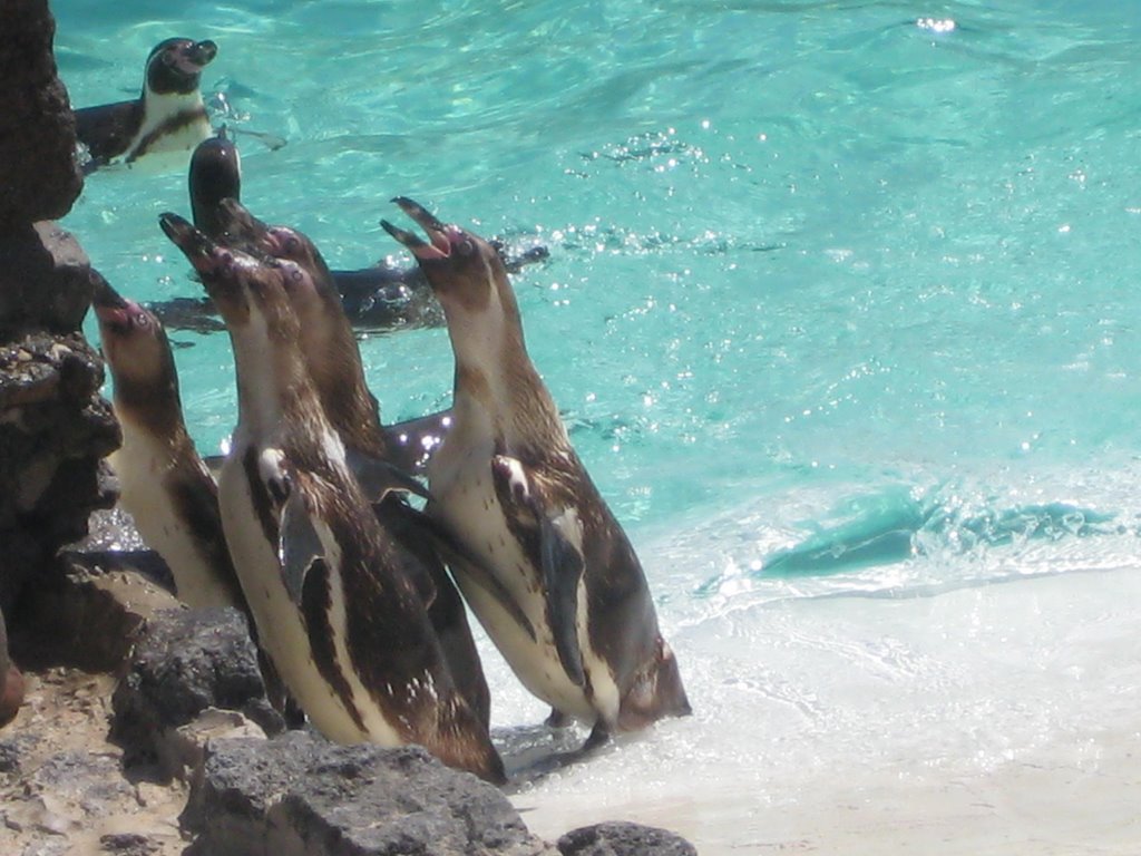 Pinguins by aaliyah