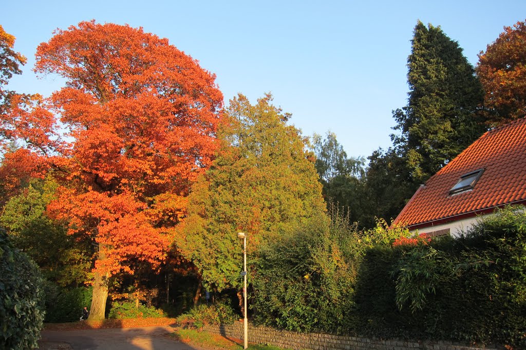 Schaarsbergen Merkendal/Kemperbergerweg in full oaktree colours at 24 October 2013 by Henq